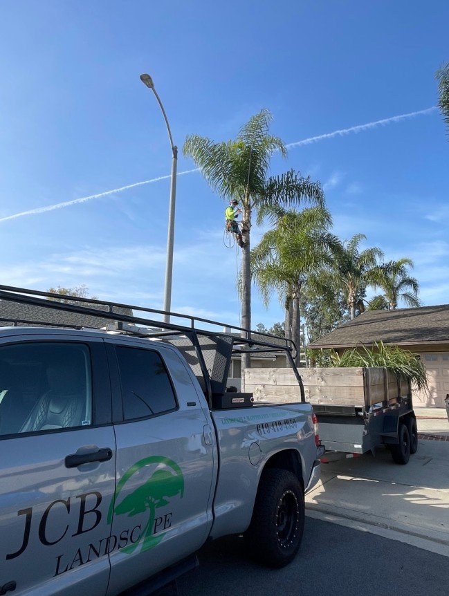 jcb landscape truck and man trimming palm tree