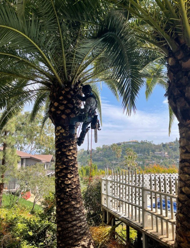 man on top of a palm tree trimming it