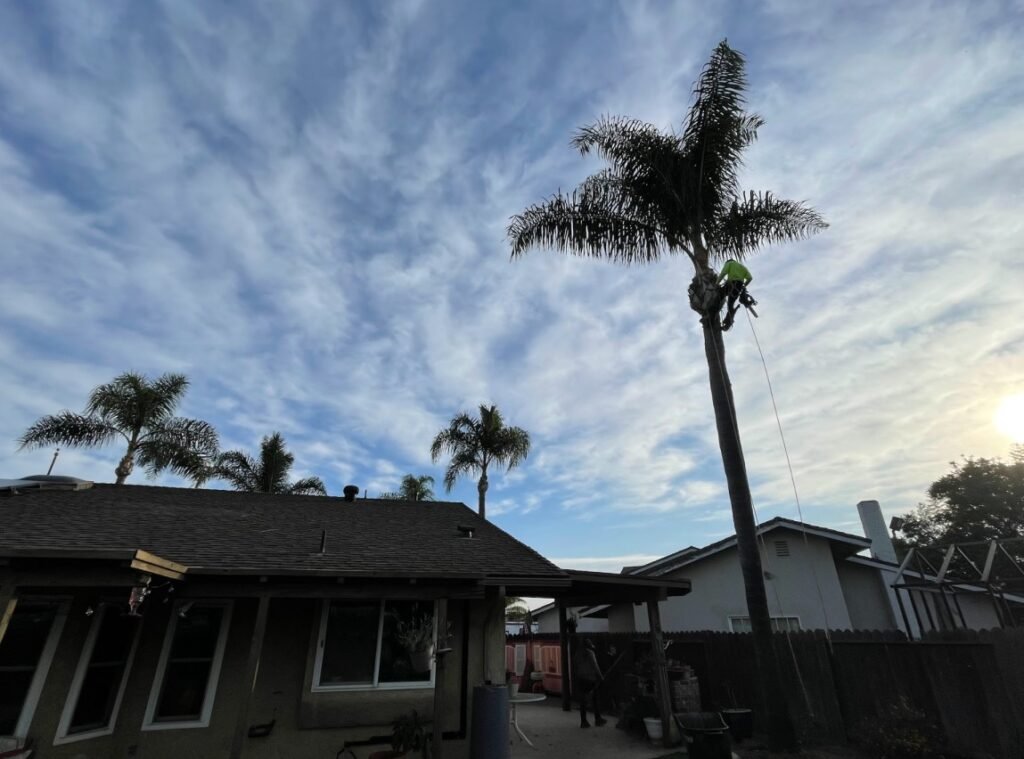 man on top of tall palm tree trimming it