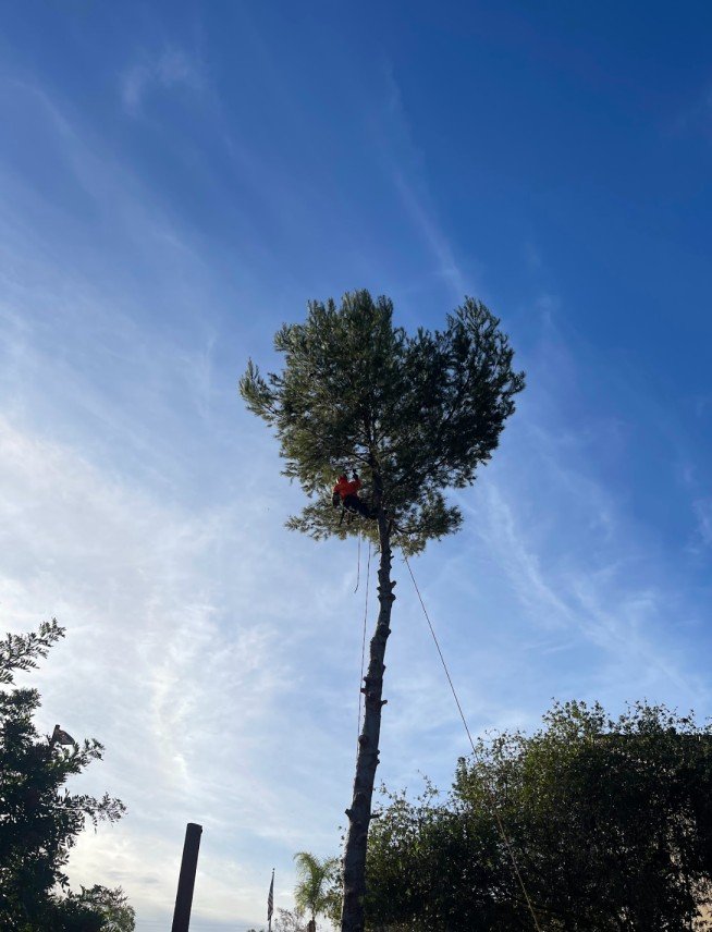 person on top of a tall tree cutting its branches