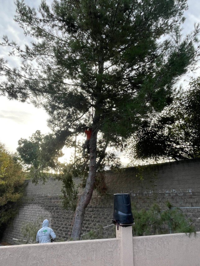 big tree being trimmed